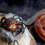 Recette d'Halloween : madeleines araignées